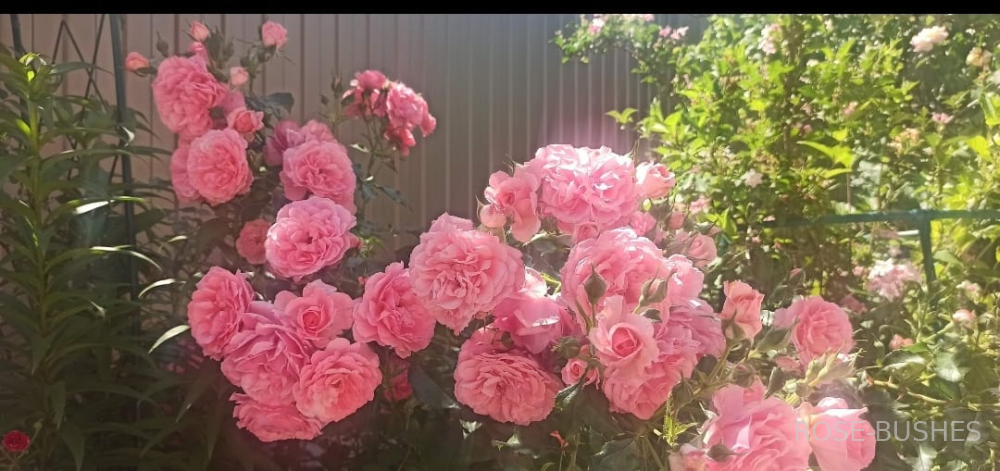 �������� �������. Rosarium Uetersen (����. ������.)